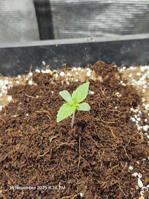 First Time in Coco... Send Help. Week 1