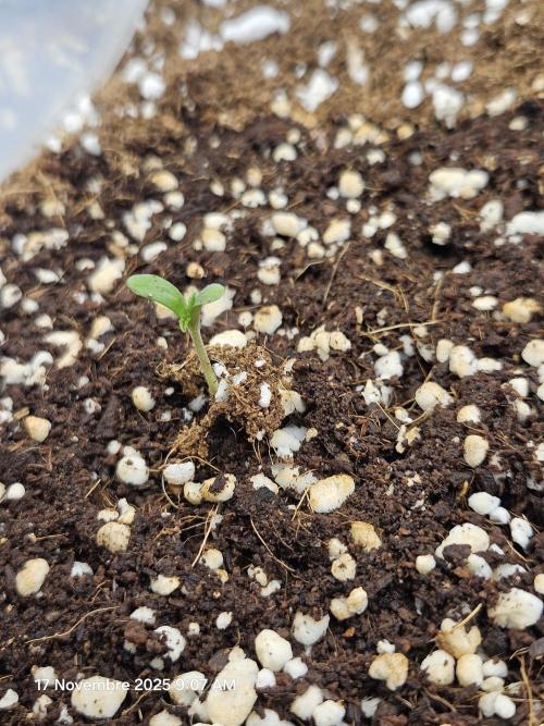 First Time in Coco... Send Help. Week 1