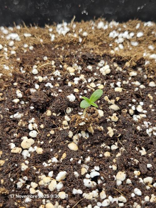 First Time in Coco... Send Help. Week 1