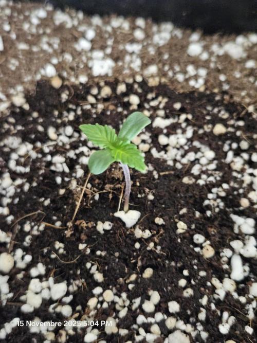 First Time in Coco... Send Help. Week 1