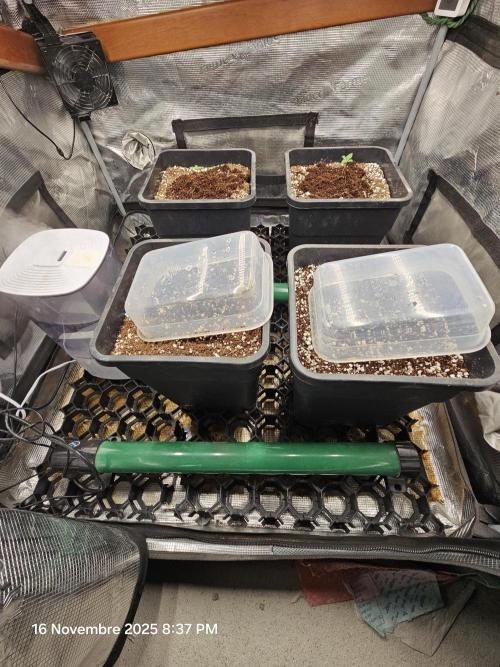 First Time in Coco... Send Help. Week 1