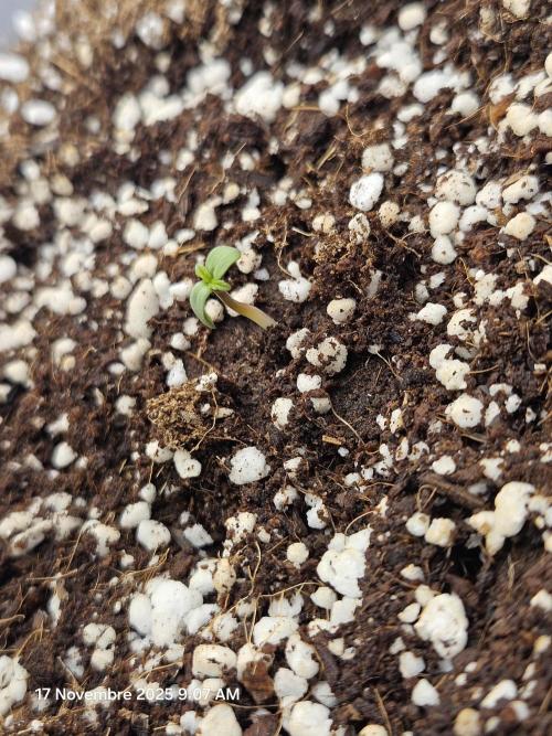 First Time in Coco... Send Help. Week 1