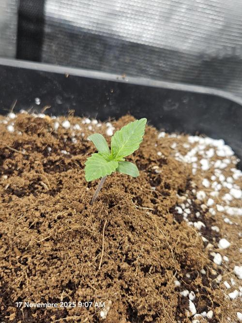 First Time in Coco... Send Help. Week 1