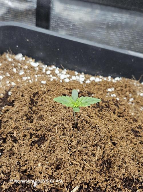 First Time in Coco... Send Help. Week 1