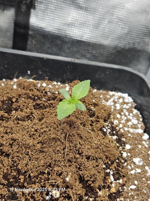 First Time in Coco... Send Help. Week 1