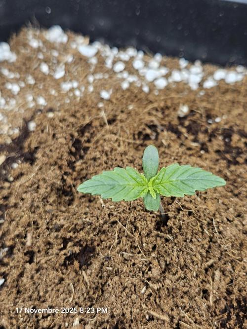 First Time in Coco... Send Help. Week 1