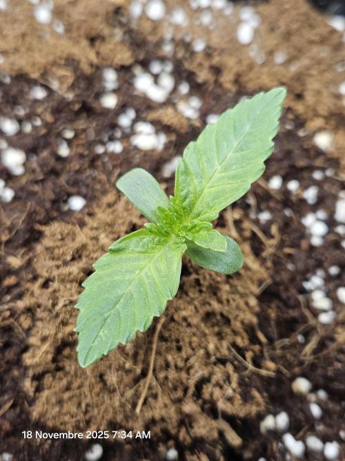 First Time in Coco... Send Help. Week 1