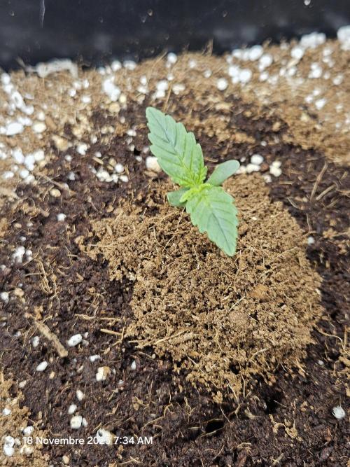 First Time in Coco... Send Help. Week 1