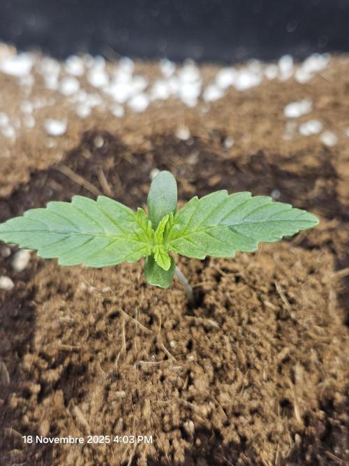 First Time in Coco... Send Help. Week 1