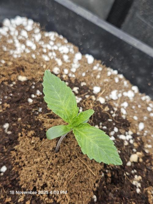 First Time in Coco... Send Help. Week 1