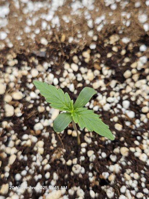 First Time in Coco... Send Help. Week 1