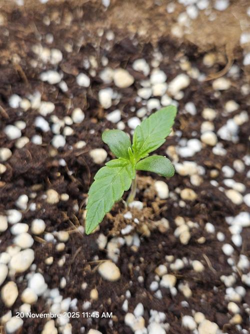 First Time in Coco... Send Help. Week 1