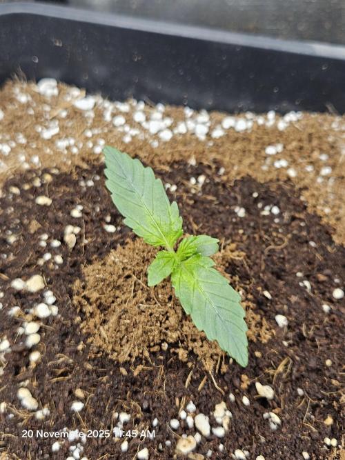 First Time in Coco... Send Help. Week 1