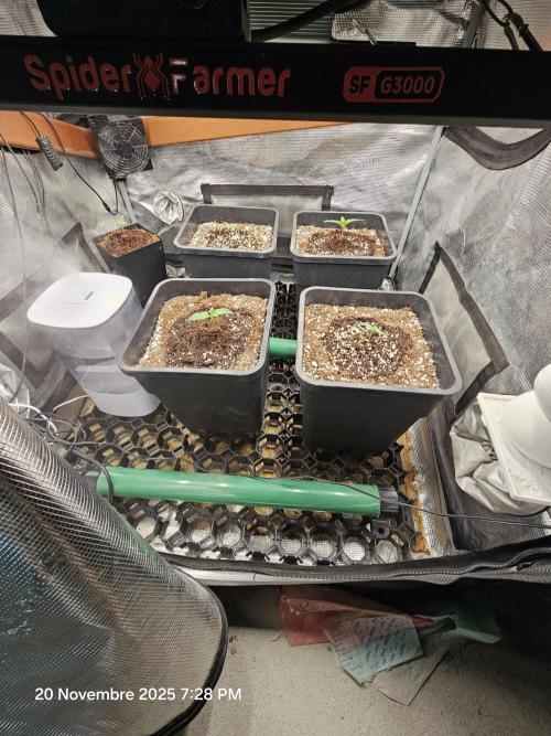 First Time in Coco... Send Help. Week 1