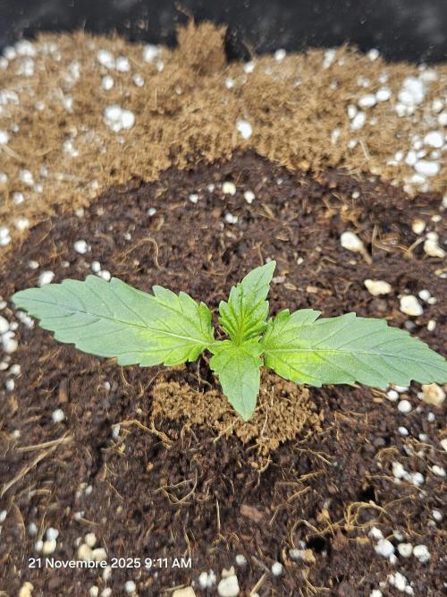 First Time in Coco... Send Help. Week 1