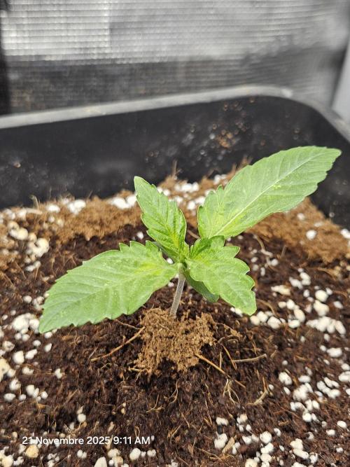 First Time in Coco... Send Help. Week 1