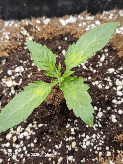 First Time in Coco... Send Help. Week 1