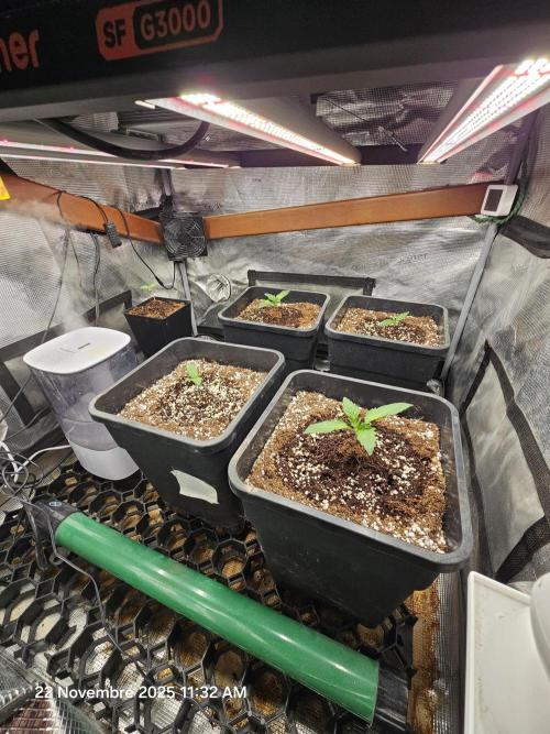 First Time in Coco... Send Help. Week 1