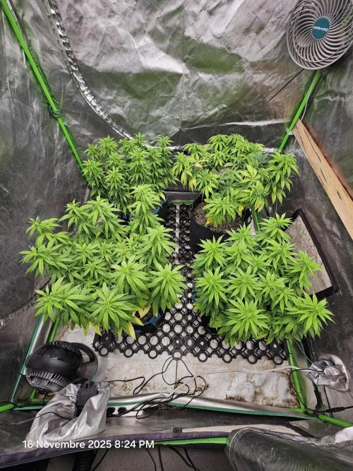 Three Sisters and a Tourist. Week 13