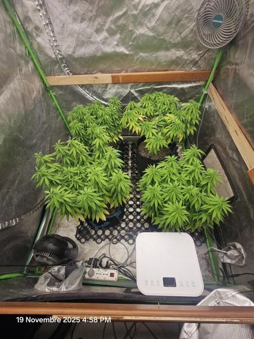 Three Sisters and a Tourist. Week 13