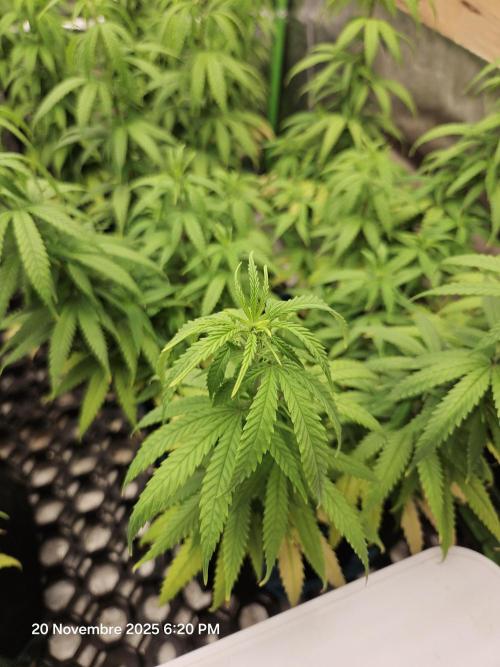 Three Sisters and a Tourist. Week 13