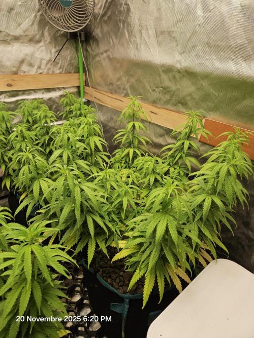 Three Sisters and a Tourist. Week 13