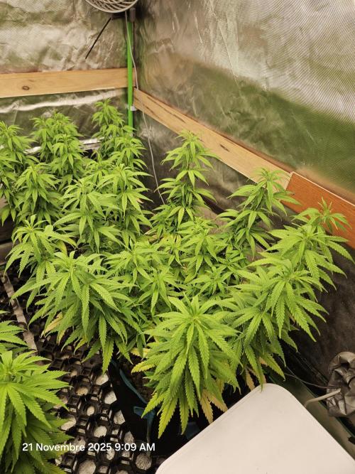 Three Sisters and a Tourist. Week 13