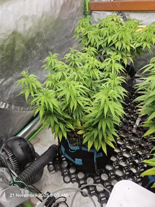 Three Sisters and a Tourist. Week 13