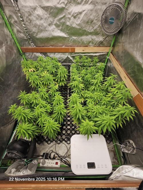 Three Sisters and a Tourist. Week 13