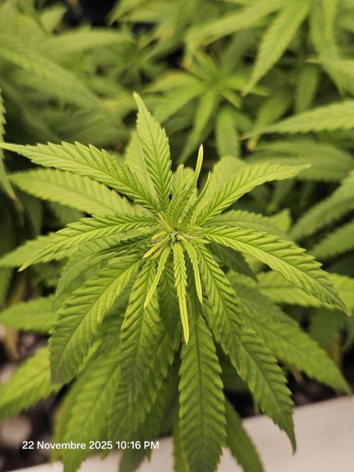 Three Sisters and a Tourist. Week 13