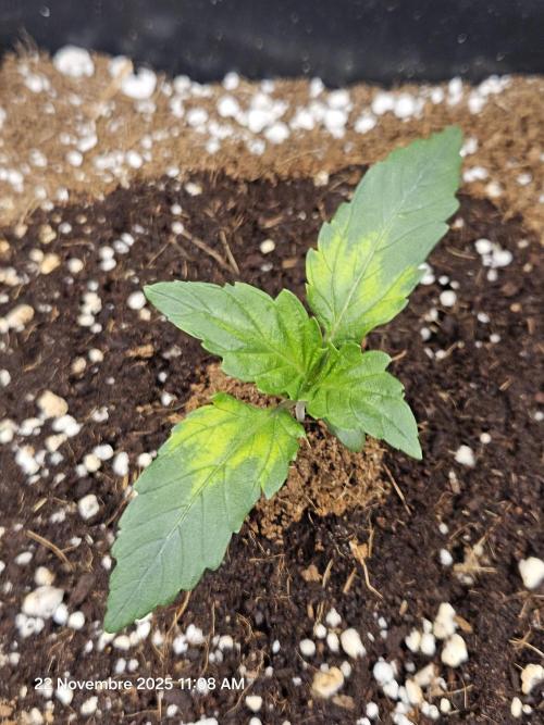 First Time in Coco... Send Help. Week 2