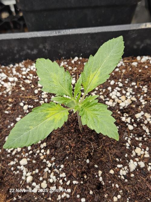 First Time in Coco... Send Help. Week 2