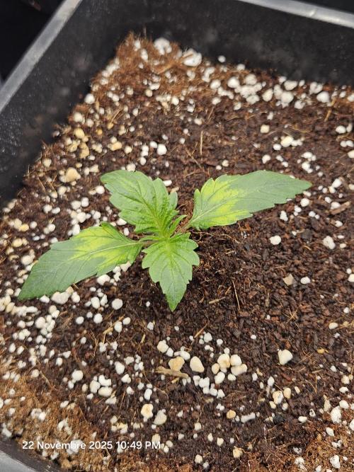 First Time in Coco... Send Help. Week 2