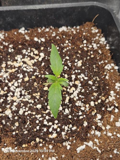 First Time in Coco... Send Help. Week 2