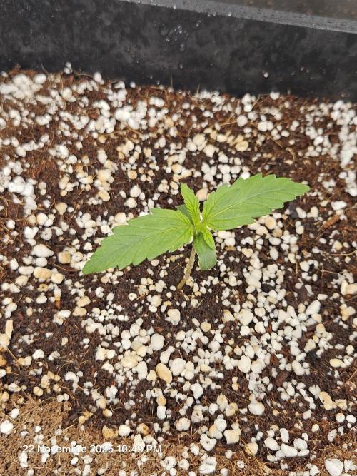 First Time in Coco... Send Help. Week 2