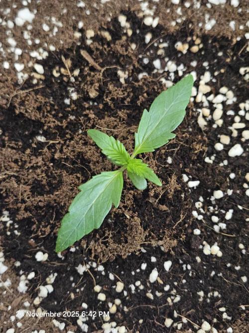 First Time in Coco... Send Help. Week 2