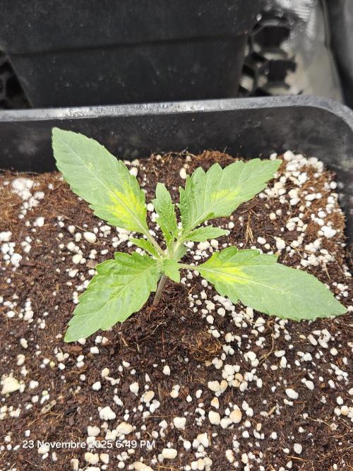 First Time in Coco... Send Help. Week 2