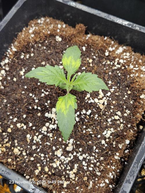 First Time in Coco... Send Help. Week 2