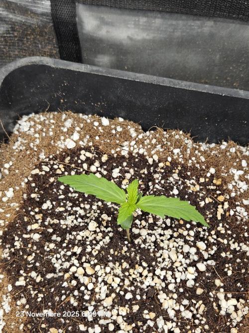 First Time in Coco... Send Help. Week 2