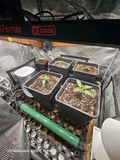 First Time in Coco... Send Help. Week 2