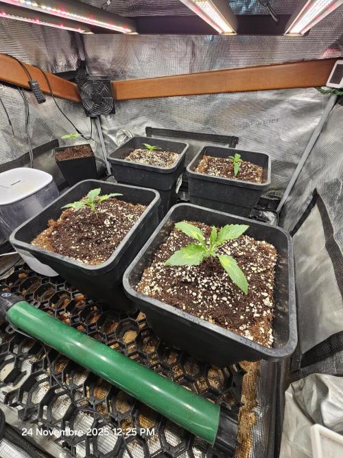 First Time in Coco... Send Help. Week 2