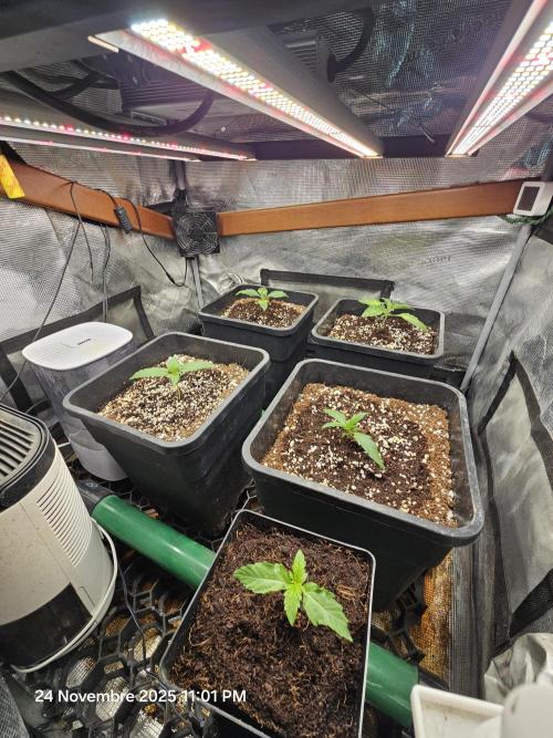 First Time in Coco... Send Help. Week 2