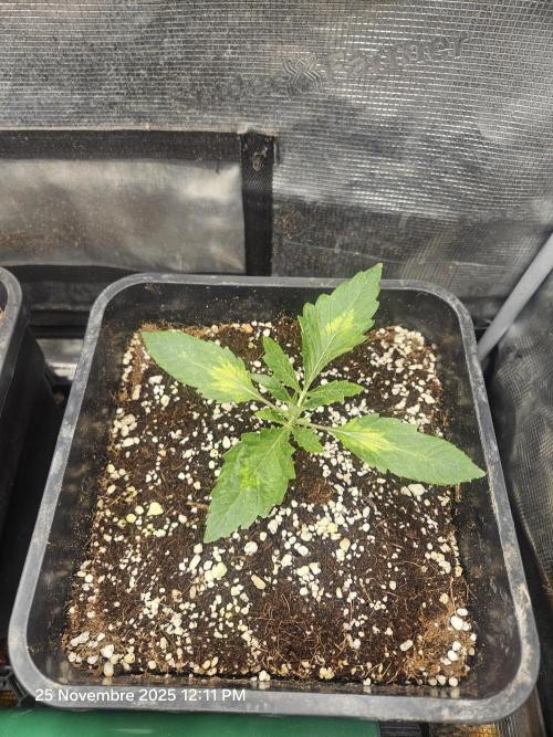 First Time in Coco... Send Help. Week 2