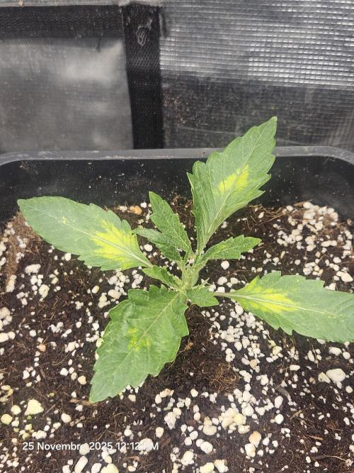 First Time in Coco... Send Help. Week 2