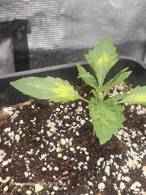 First Time in Coco... Send Help. Week 2