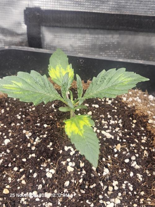 First Time in Coco... Send Help. Week 2