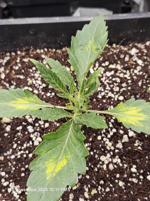 First Time in Coco... Send Help. Week 2