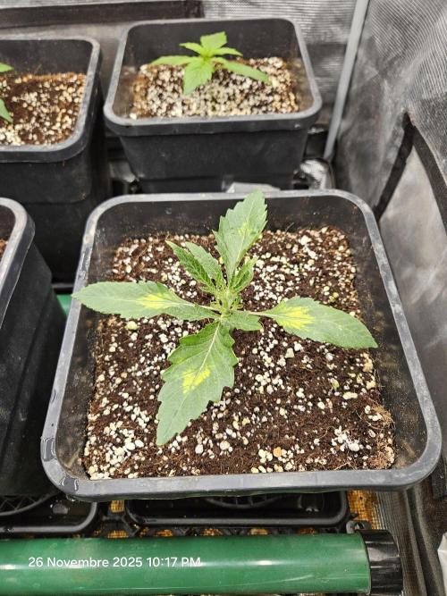 First Time in Coco... Send Help. Week 2