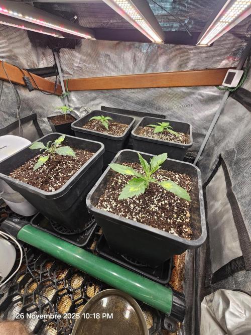 First Time in Coco... Send Help. Week 2