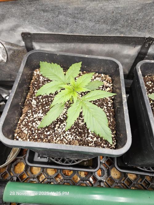 First Time in Coco... Send Help. Week 2